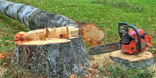 Professional Tree Care in South Hill, WA