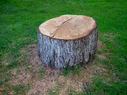 Best Stump Grinding and Removal  in South Hill, WA