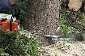 Best Tree Mulching  in South Hill, WA