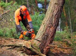 Seasonal Cleanup (Spring/Fall) in South Hill, WA
