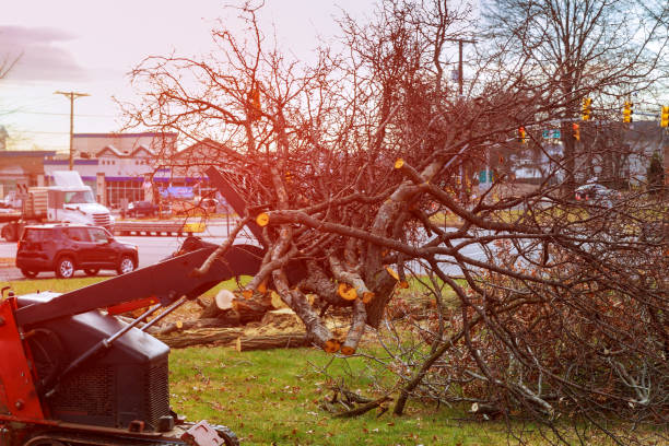 Best Tree Risk Assessment  in South Hill, WA