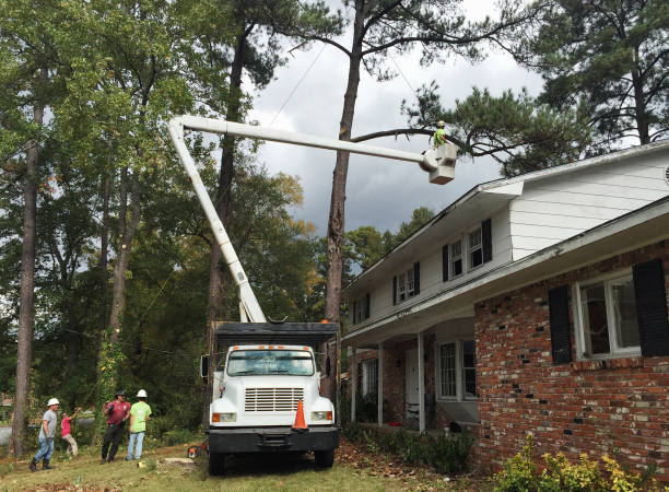 How Our Tree Care Process Works  in  South Hill, WA