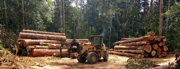 Best Tree Cabling and Bracing  in South Hill, WA