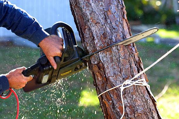 Best Soil Testing and Treatment  in South Hill, WA