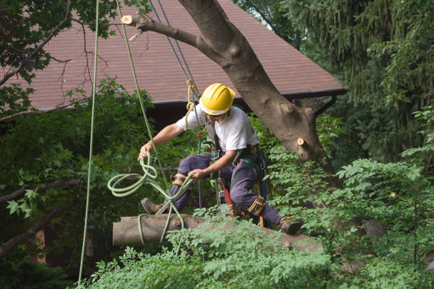 Lawn Renovation and Restoration in South Hill, WA