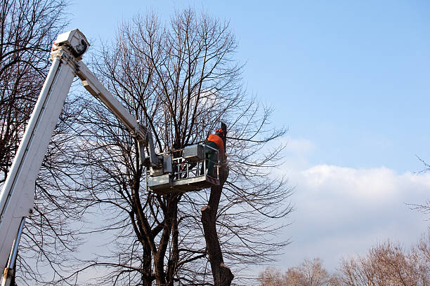 Best Tree Removal  in South Hill, WA