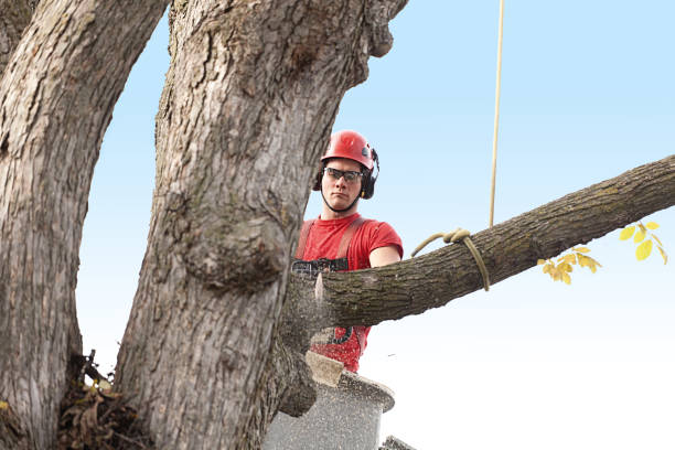 Tree and Shrub Care in South Hill, WA
